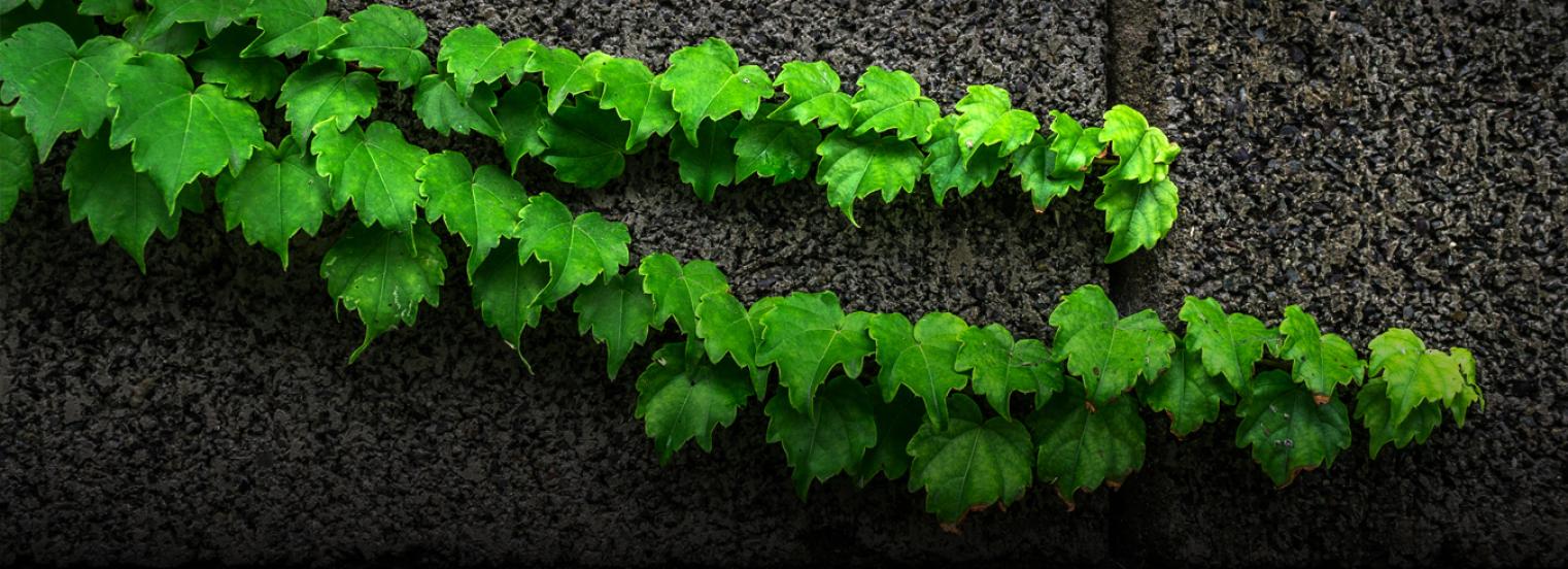 Low-Carbon Pathways