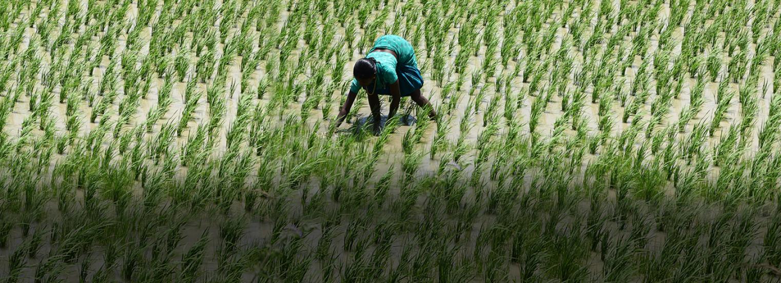 Sustainable Irrigation